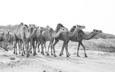 Suudi çölünde beslenen develer.