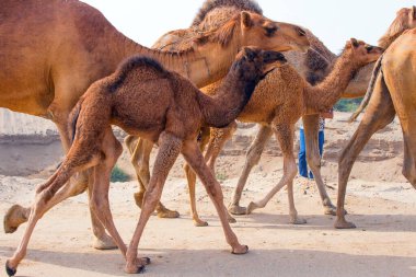 Suudi çölünde beslenen develer.