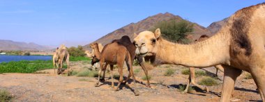 Deve, Camelus cinsinde, sırtında 