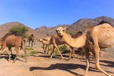 Deve, Camelus cinsinde, sırtında 