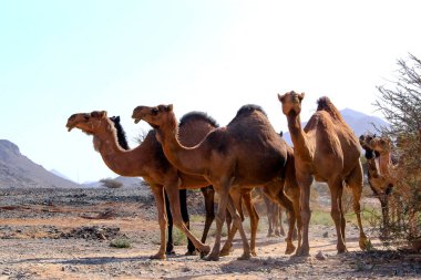 Deve, Camelus cinsinde, sırtında 