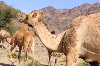 Deve, Camelus cinsinde, sırtında 