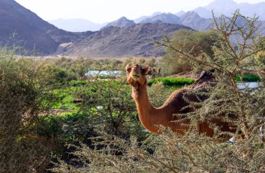 Deve, Camelus cinsinde, sırtında 
