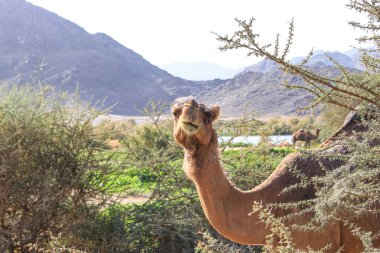 Deve, Camelus cinsinde, sırtında 