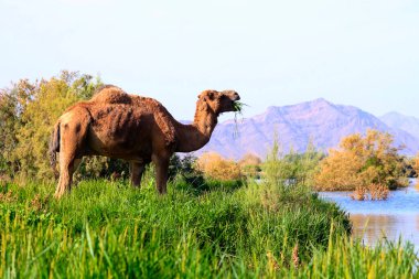 Deve, Camelus cinsinde, sırtında 