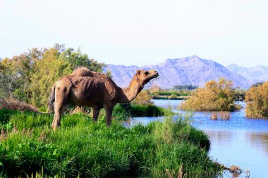 Deve, Camelus cinsinde, sırtında 