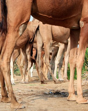 Deve, Camelus cinsinde, sırtında 