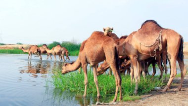 Deve, Camelus cinsinde, sırtında 
