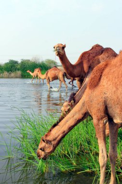 Deve, Camelus cinsinde, sırtında 