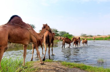 Deve, Camelus cinsinde, sırtında 