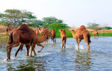 Deve, Camelus cinsinde, sırtında 