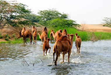 Deve, Camelus cinsinde, sırtında 