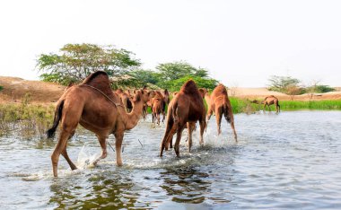 Deve, Camelus cinsinde, sırtında 