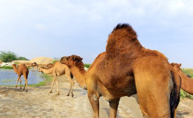Deve, Camelus cinsinde, sırtında 