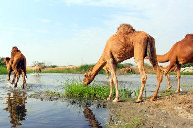 Deve, Camelus cinsinde, sırtında 