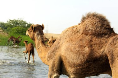 Deve, Camelus cinsinde, sırtında 