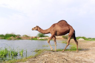 Deve, Camelus cinsinde, sırtında 
