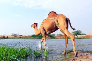 Deve, Camelus cinsinde, sırtında 