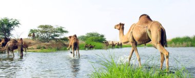 Deve, Camelus cinsinde, sırtında 