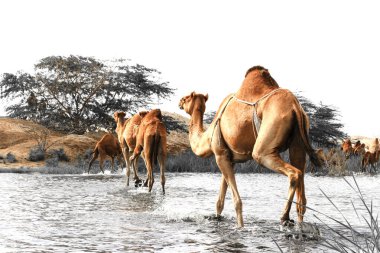 Deve, Camelus cinsinde, sırtında 