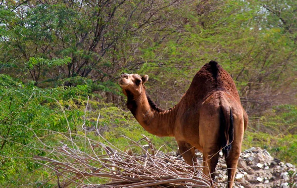 Cammelli Che Nutrono Nel Deserto Saudita — Foto Stock