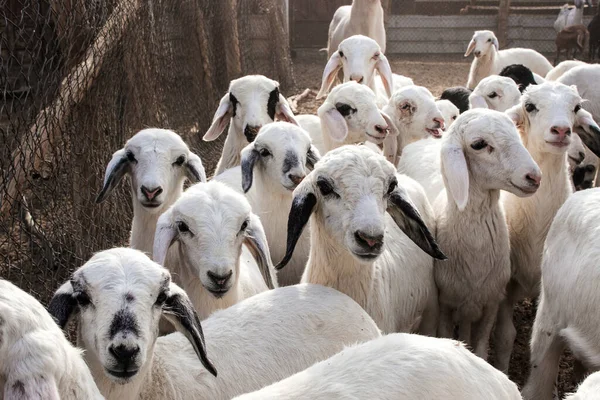 Suudi Arabistan 'da keçi çiftliği