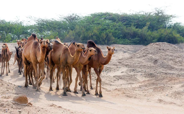 Suudi çölünde beslenen develer.