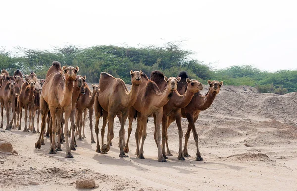 Suudi çölünde beslenen develer.