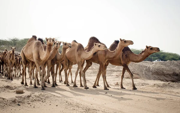 サウジアラビアの砂漠でラクダに餌を与え — ストック写真