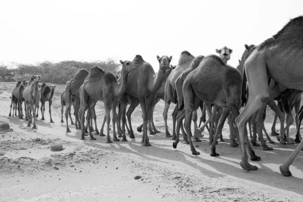 Chameaux Nourrissant Dans Désert Saoudien — Photo