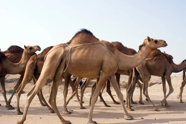 サウジアラビアの砂漠でラクダに餌を与え — ストック写真