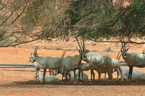 Arabiskt Oryx Saudiarabiens Öken — Stockfoto