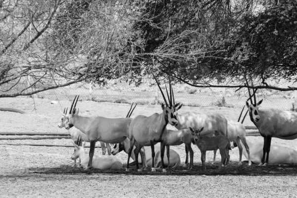 Arábiai Oryx Szaúdi Sivatagban — Stock Fotó