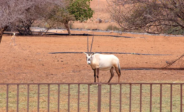 Arabiskt Oryx Saudiarabiens Öken — Stockfoto