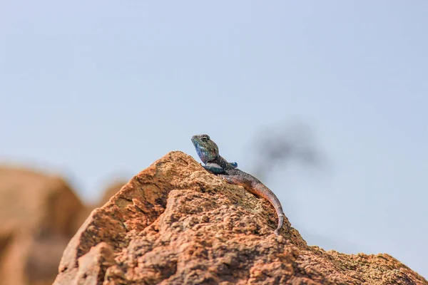 Roca Árabe Saudita Agama — Foto de Stock