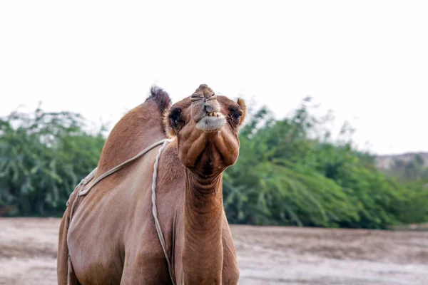 Kamelen Voeden Zich Saoedi Woestijn — Stockfoto