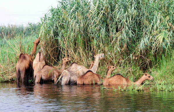 Teve Egy Páros Ujjú Patás Camelus Nemzetségben Amely Jellegzetes Zsírlerakódásokat — Stock Fotó