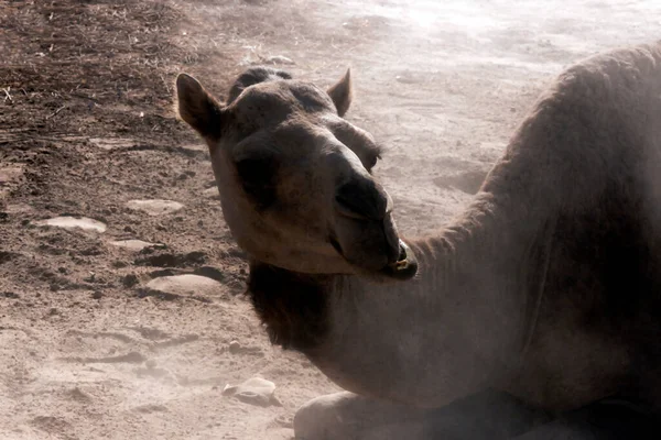 Cammello Ungulato Dalle Dita Pari Del Genere Camelus Che Porta — Foto Stock