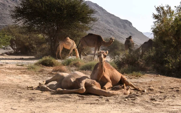 Chameau Est Ongulé Doigts Pairs Genre Camelus Qui Porte Des — Photo