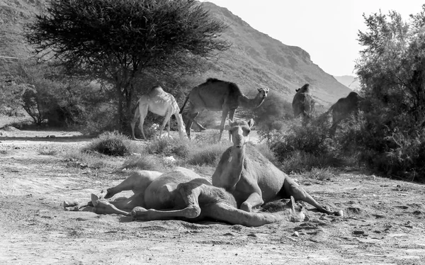 Chameau Est Ongulé Doigts Pairs Genre Camelus Qui Porte Des — Photo