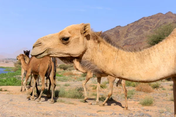 ラクダは 背中に として知られている独特の脂肪の堆積物を持つカメラス属の偶数つま先のアングルです ラクダは長い間家畜化されてきた — ストック写真