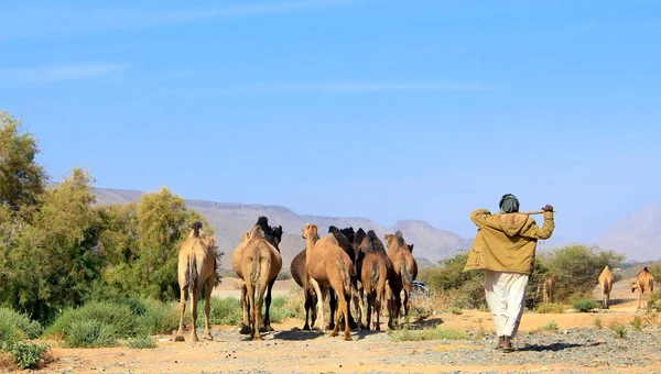 Chameau Est Ongulé Doigts Pairs Genre Camelus Qui Porte Des — Photo