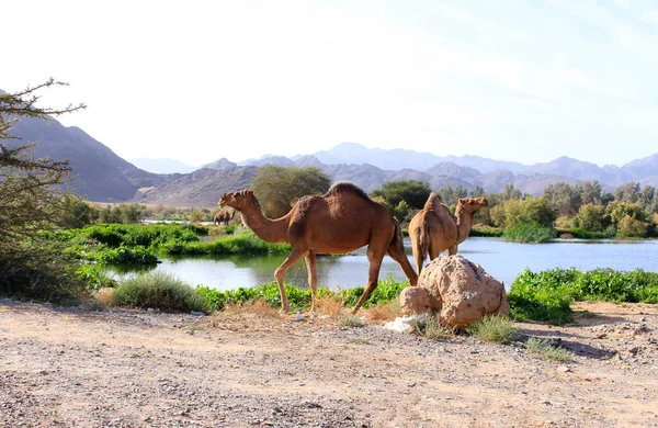 Deve, Camelus cinsinde, sırtında 