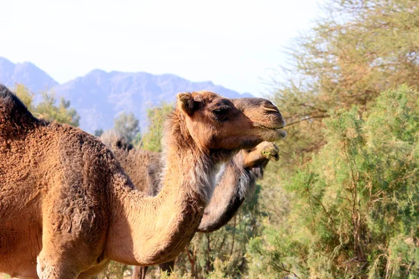 Een Kameel Een Egale Ungulate Het Geslacht Camelus Dat Kenmerkende — Stockfoto