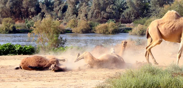 Camelo Ungulado Gênero Camelus Que Possui Depósitos Gordura Distintos Conhecidos — Fotografia de Stock