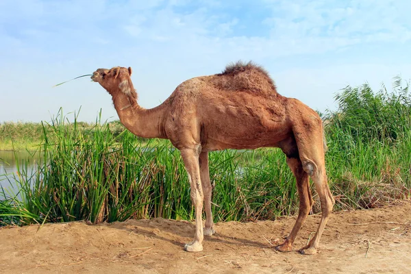 Een Kameel Een Egale Ungulate Het Geslacht Camelus Dat Kenmerkende — Stockfoto