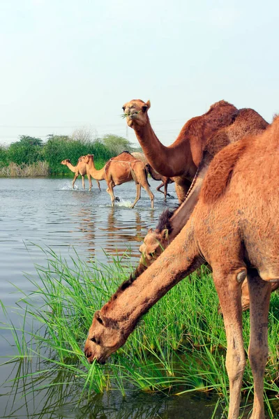 Deve, Camelus cinsinde, sırtında 