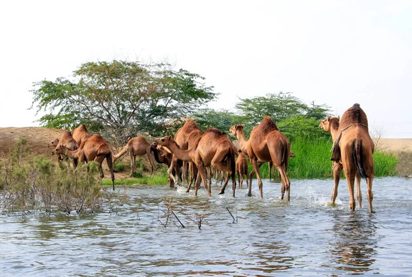 Teve Egy Páros Ujjú Patás Camelus Nemzetségben Amely Jellegzetes Zsírlerakódásokat — Stock Fotó