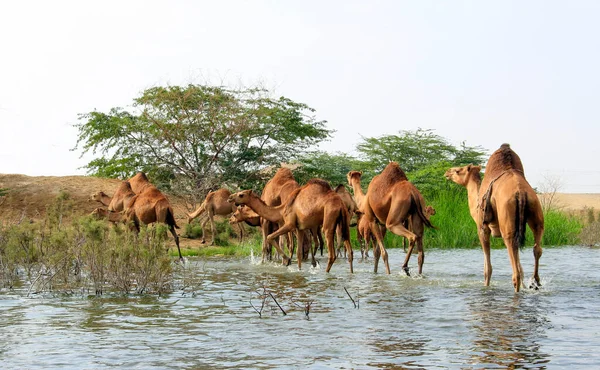 Kamel Jämn Hovdjur Släktet Camelus Som Bär Distinkta Fettdepåer Som — Stockfoto