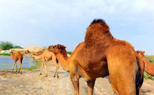 Deve, Camelus cinsinde, sırtında 